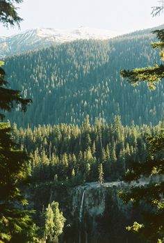 a forest filled with lots of tall trees