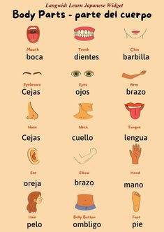 the body parts and their names in spanish