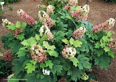 a bunch of pink and white flowers in a garden with brown mulchs on the ground