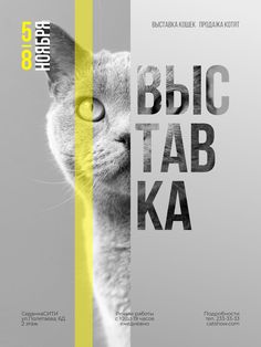 a grey cat with yellow eyes stares at the camera in front of an advertisement for bbc tab ka