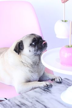 a pug dog sitting on a pink chair next to a table with an apple