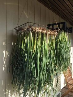 some green plants hanging from the side of a building