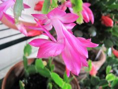 pink flowers are blooming in the potted plant