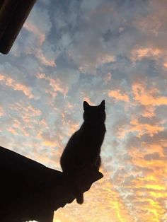 a cat sitting on top of a roof watching the sun go down in the sky