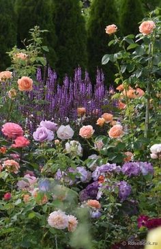 a garden filled with lots of different colored flowers