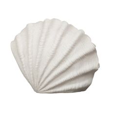 a white scallop shell on a white background