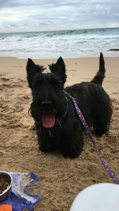 a small black dog sitting on top of a sandy beach next to the ocean with his tongue hanging out