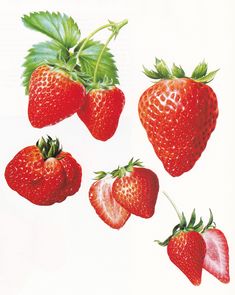 four strawberries are shown on a white background