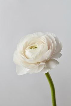 'White Ranunculus Flower' Photographic Print - artjazz | Art.com Final Cake, Ranunculus Arrangement, Ranunculus Boutonniere, Ranunculus Flower, Amaryllis Flowers, Greenery Arrangements, White Ranunculus, Ranunculus Flowers