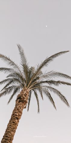 a palm tree with the moon in the background