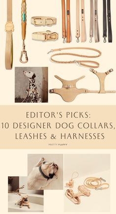 the cover of editor's picks 10 designer dog collars, leashes and harnesses