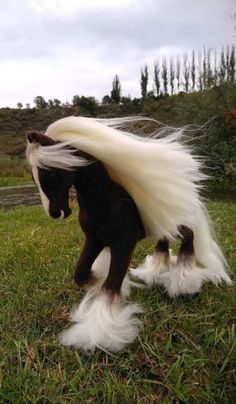 a small horse with long white hair on it's back legs