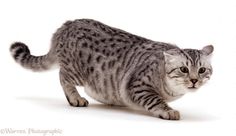 a gray and white cat walking across a white floor