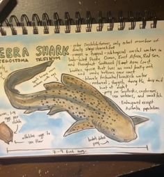 a drawing of a zebra shark on a notebook