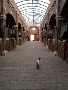 a dog is standing in the middle of an indoor area with brick walls and arched doorways