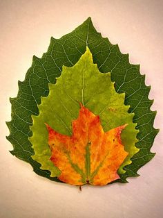 an orange and green leaf laying on top of a white surface