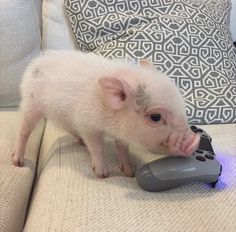 a small white pig standing on top of a couch next to a remote control in its mouth