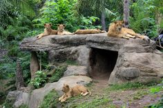 four lions are sitting on top of a rock formation in the jungle while people look on