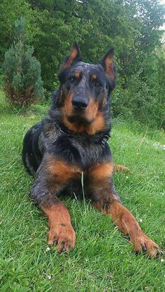 a black and brown dog laying in the grass