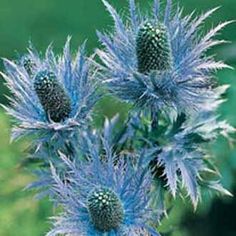 three blue flowers with green leaves in the foreground and blurry grass in the background