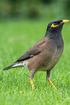 a small bird standing on top of a lush green field