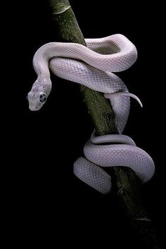 a white snake is curled up on a branch