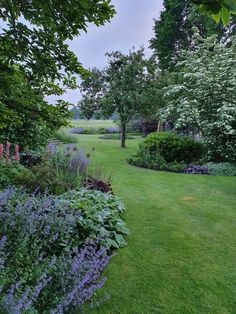 a lush green yard with purple flowers and trees