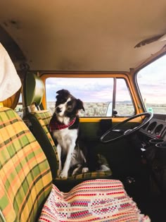 a black and white dog sitting in the back seat of a truck