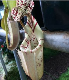 the flowers are very large and have red spots on them, as well as white petals