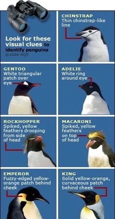 the penguins are different colors and sizes, but they can be seen with binoculars on their heads