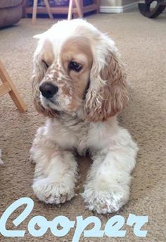 a dog is sitting on the floor in front of a chair and looking at the camera