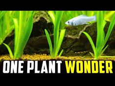 an aquarium with plants and water in it that says, one plant wonder on the bottom