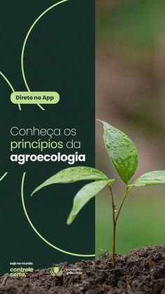 a plant sprouts from the ground with words above it that read, connect as principios da agrocolia