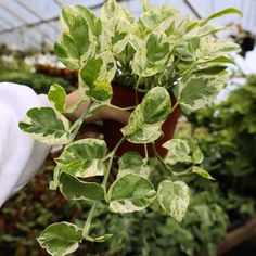 a person holding a potted plant with green leaves on it in a garden center