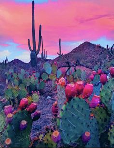 cactus plants in the desert at sunset with pink sky and clouds behind them, as seen from an overlook point