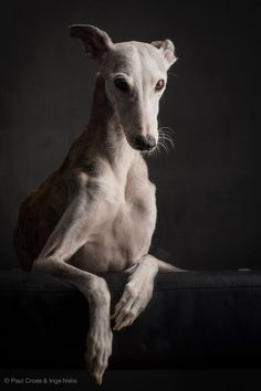 a white dog sitting on top of a black couch in front of a dark background