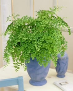 a blue vase filled with green plants on top of a table