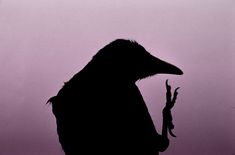 a silhouette of a bird holding a branch in its beak and looking at the sky