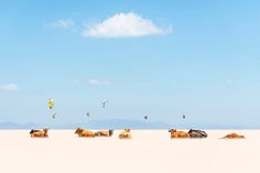 several cows laying down in the sand with kites flying above them on a sunny day