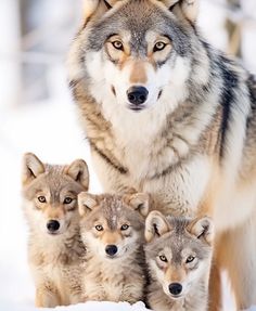 three wolfs standing in the snow with one looking at the camera and two staring