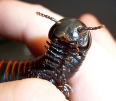 a close up of a person holding a small insect