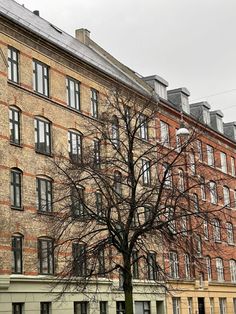 a tree in front of a brick building with many windows and balconies on the side