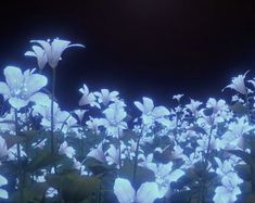 some white flowers are glowing in the dark