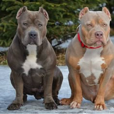 two brown and white pitbull dogs sitting next to each other on snow covered ground