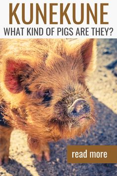 a small brown pig standing on top of a dirt road next to a sign that says, what kind of pigs are they?