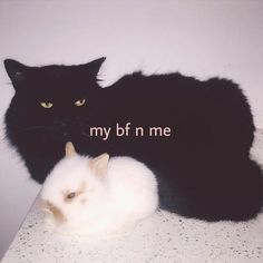 two black cats sitting next to each other on a counter with the caption my b f n me