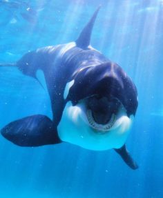 an orca swims in the water with its mouth open and tongue hanging out