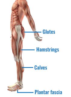 Sports Physical Therapy, Plantar Fascia, Gluteal Muscles, Sciatic Nerve, Self Massage, Calf Muscles, Heel Pain, Massage Techniques, Back Muscles