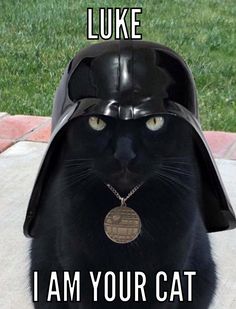 a black cat wearing a darth vader helmet