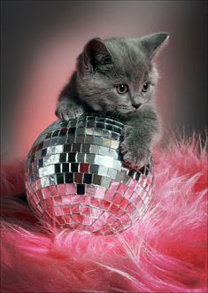 a kitten sitting on top of a disco ball